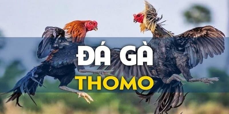 Đá gà Thomo là trò chơi mang đậm dấu ấn lịch sử, khởi nguồn từ đất Thái Lan